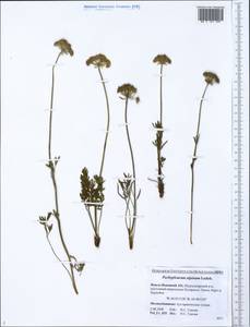Pachypleurum mutellinoides (Crantz) Holub, Siberia, Western Siberia (S1) (Russia)