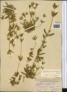 Gentianella turkestanorum (Gandoger) Holub, Middle Asia, Pamir & Pamiro-Alai (M2) (Uzbekistan)
