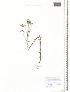 Linum corymbulosum Rchb., Caucasus, Krasnodar Krai & Adygea (K1a) (Russia)