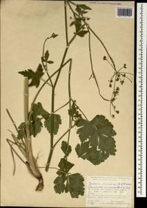 Dichoropetalum caucasicum (M. Bieb.) Soldano, Galasso & Banfi, South Asia, South Asia (Asia outside ex-Soviet states and Mongolia) (ASIA) (Turkey)