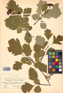 Crataegus dahurica (Dieck) Koehne, Siberia, Russian Far East (S6) (Russia)