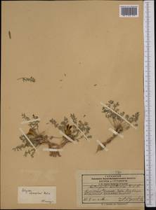 Astragalus adpressipilosus Gontsch., Middle Asia, Pamir & Pamiro-Alai (M2) (Kyrgyzstan)