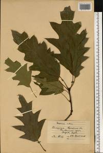 Quercus rubra L., Eastern Europe, Belarus (E3a) (Belarus)