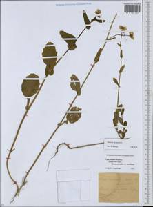 Brassica rapa subsp. oleifera (DC.) Metzg., Eastern Europe, Eastern region (E10) (Russia)