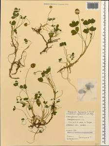 Trifolium fragiferum subsp. bonannii (C.Presl)Sojak, Caucasus, Black Sea Shore (from Novorossiysk to Adler) (K3) (Russia)