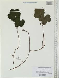 Rubus chamaemorus L., Eastern Europe, Moscow region (E4a) (Russia)