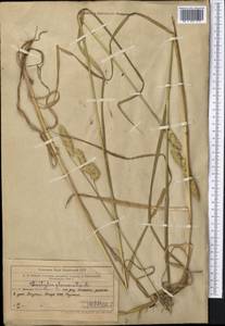 Dactylis glomerata L., Middle Asia, Western Tian Shan & Karatau (M3) (Uzbekistan)