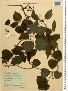 Smilax excelsa L., Caucasus, Black Sea Shore (from Novorossiysk to Adler) (K3) (Russia)