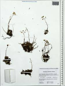 Saxifraga bronchialis subsp. bronchialis, Siberia, Baikal & Transbaikal region (S4) (Russia)