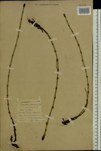 Equisetum fluviatile L., Eastern Europe, Central forest region (E5) (Russia)