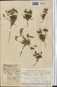 Plantago minuta Pall., Middle Asia, Muyunkumy, Balkhash & Betpak-Dala (M9) (Kazakhstan)