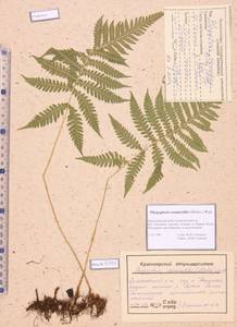Phegopteris connectilis (Michx.) Watt, Siberia, Altai & Sayany Mountains (S2) (Russia)