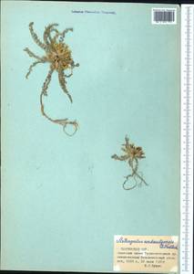 Astragalus lentilobus R.V. Kamelin & S.S. Kovalevskaya, Middle Asia, Pamir & Pamiro-Alai (M2) (Tajikistan)