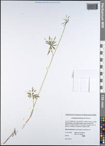 Aconitum delphinifolium subsp. kuzenevae (Vorosch.) Vorosch., Siberia, Yakutia (S5) (Russia)