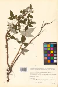 Rubus idaeus subsp. melanolasius Focke, Siberia, Chukotka & Kamchatka (S7) (Russia)