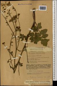 Pastinaca sativa subsp. urens (Req. ex Godr.) Celak., Caucasus, Abkhazia (K4a) (Abkhazia)
