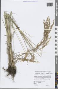 Calamagrostis lapponica (Wahlenb.) Hartm., Siberia, Baikal & Transbaikal region (S4) (Russia)