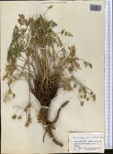 Aulacospermum simplex Rupr., Middle Asia, Dzungarian Alatau & Tarbagatai (M5) (Kazakhstan)