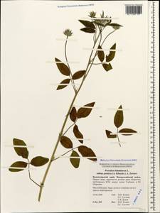 Bituminaria bituminosa (L.)C.H.Stirt., Caucasus, Black Sea Shore (from Novorossiysk to Adler) (K3) (Russia)