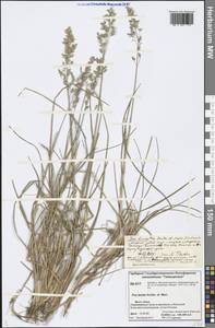 Poa lanata Scribn. & Merr., Siberia, Central Siberia (S3) (Russia)