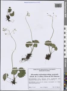 Micranthes nelsoniana subsp. aestivalis (Fisch. & C.A.Mey.) Elven & D.F.Murray, Siberia, Baikal & Transbaikal region (S4) (Russia)