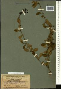 Berberis vulgaris L., Caucasus, Azerbaijan (K6) (Azerbaijan)