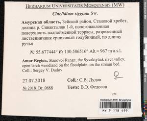 Cinclidium stygium Sw., Bryophytes, Bryophytes - Russian Far East (excl. Chukotka & Kamchatka) (B20) (Russia)