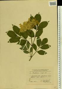 Sambucus nigra L., Eastern Europe, North Ukrainian region (E11) (Ukraine)