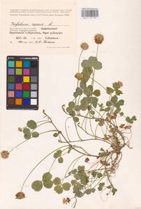 Trifolium repens L., Eastern Europe, Lower Volga region (E9) (Russia)