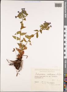 Pulmonaria mollis J.P.Wolff ex J.F.Lehm., Caucasus, Abkhazia (K4a) (Abkhazia)