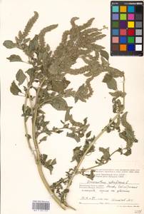 Amaranthus retroflexus L., Eastern Europe, Moscow region (E4a) (Russia)