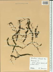Utricularia intermedia Hayne, Eastern Europe, Central forest region (E5) (Russia)