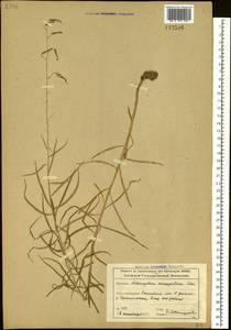 Adenophora stenanthina (Ledeb.) Kitag., Siberia, Altai & Sayany Mountains (S2) (Russia)