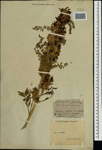 Astragalus ponticus Pall., Crimea (KRYM) (Russia)