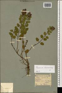 Teucrium chamaedrys L., Caucasus, Georgia (K4) (Georgia)