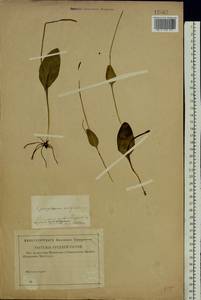 Ophioglossum vulgatum L., Eastern Europe, Central forest region (E5) (Russia)