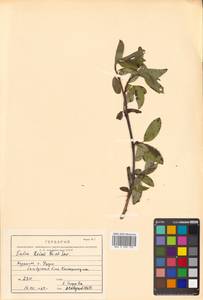 Salix reinii Franch. & Sav. ex Seemen, Siberia, Russian Far East (S6) (Russia)