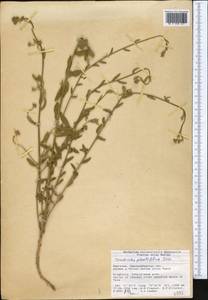 Convolvulus pilosellifolius Desr., Middle Asia, Western Tian Shan & Karatau (M3) (Kyrgyzstan)
