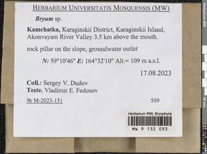 Bryum, Bryophytes, Bryophytes - Chukotka & Kamchatka (B21) (Russia)