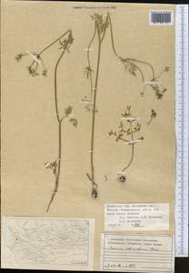 Elwendia intermedia (Korovin) Pimenov & Kljuykov, Middle Asia, Pamir & Pamiro-Alai (M2) (Tajikistan)