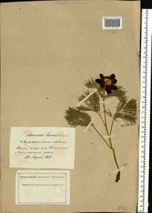 Paeonia tenuifolia L., Eastern Europe, South Ukrainian region (E12) (Ukraine)