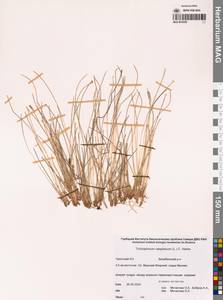 Trichophorum cespitosum (L.) Hartm., Siberia, Chukotka & Kamchatka (S7) (Russia)
