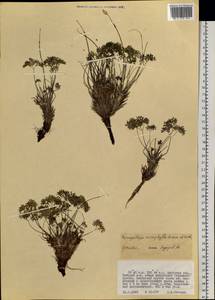 Paraquilegia microphylla (Royle) J. Drumm. & Hutch., Siberia, Russian Far East (S6) (Russia)