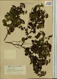 Spiraea trilobata L., Siberia, Altai & Sayany Mountains (S2) (Russia)