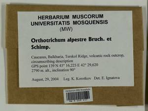 Orthotrichum alpestre Hornsch. ex Bruch & Schimp., Bryophytes, Bryophytes - North Caucasus & Ciscaucasia (B12) (Russia)