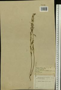 Descurainia sophia (L.) Webb ex Prantl, Eastern Europe, Central forest-and-steppe region (E6) (Russia)