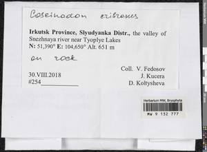 Coscinodon cribrosus (Hedw.) Spruce, Bryophytes, Bryophytes - Baikal & Transbaikal regions (B18) (Russia)