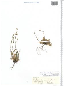 Draba cana Rydb., Middle Asia, Northern & Central Tian Shan (M4) (Kyrgyzstan)