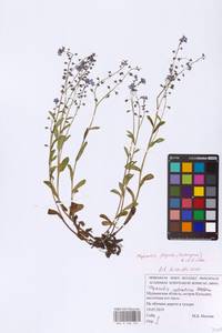 Myosotis decumbens subsp. decumbens, Eastern Europe, Northern region (E1) (Russia)