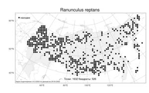 Ranunculus reptans L., Atlas of the Russian Flora (FLORUS) (Russia)